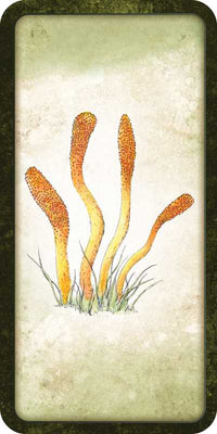 Mushroom Affirmations by Nicola McIntosh