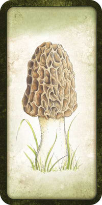 Mushroom Affirmations by Nicola McIntosh